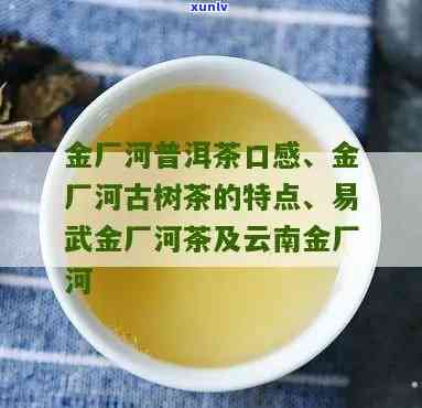 金厂河古树茶的特点-金厂河古树茶价格