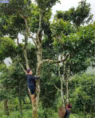 老挝高杆古树茶特点介绍，探索神秘的老挝高杆古树茶：特点解析