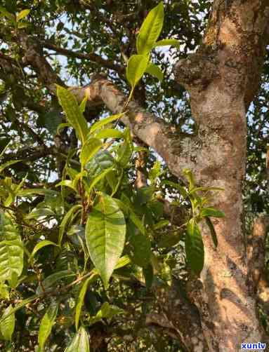 老挝高杆古树茶特点介绍，探索神秘的老挝高杆古树茶：特点解析