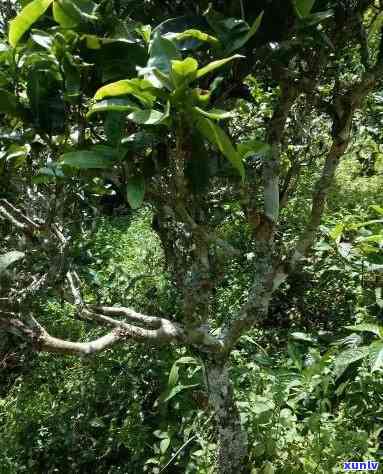 老挝高杆古树茶特点介绍，探索神秘的老挝高杆古树茶：特点解析