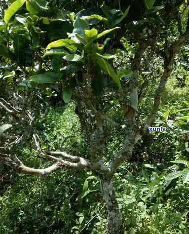 老挝高杆古树茶特点-老挝高杆古树茶特点介绍