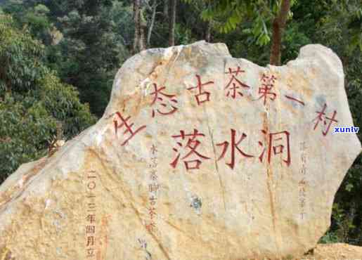 落水洞古树茶特点：探索易武地区独特生普口感与历韵味