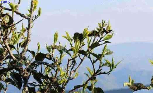 勐库忙肺古树茶特点-勐库忙那