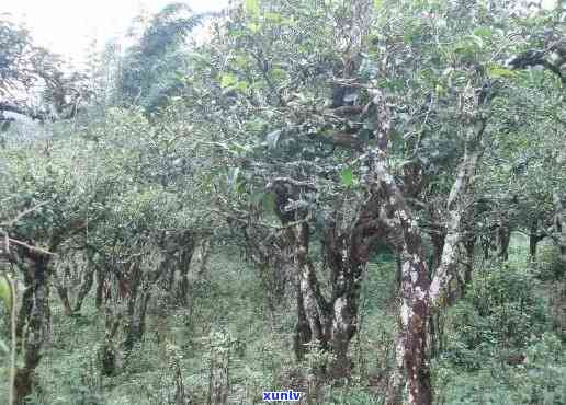 茶山箐古树茶的特点-茶山箐古树茶的特点是什么