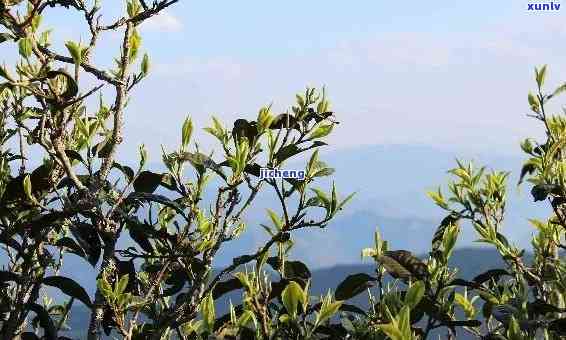 茶山箐古树茶的特点-茶山箐古树茶的特点是什么