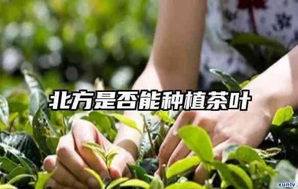 北方茶叶种植条件及要求全解析