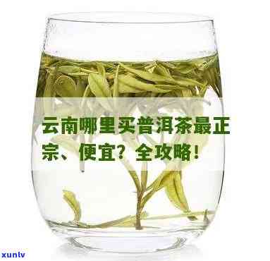 昆明茶叶在哪买正宗？全攻略！