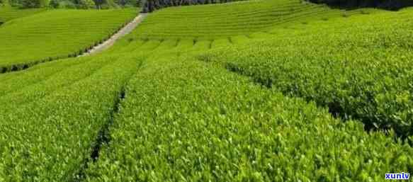 昆明哪里茶叶最正宗-昆明哪里茶叶最正宗