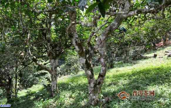 勐库古树茶口感特点-勐库古树茶口感特点和特点