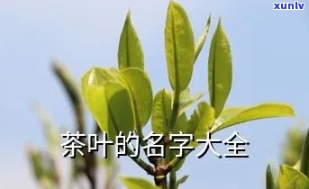 全集：茶叶名字两个字的大全