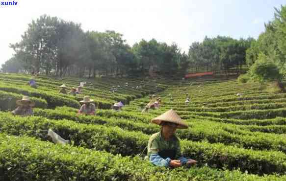 量茶叶的秤，必备工具：用『量茶叶的秤』精准测量茶叶重量