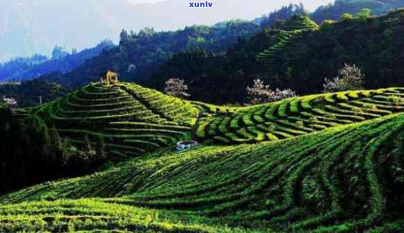 全国各地有名的茶叶，品味全国：探寻各地知名茶叶的独特魅力