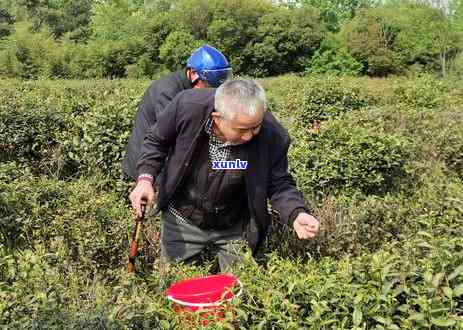 扬州卖茶叶的老字号，寻味扬州：探访历悠久的卖茶叶老字号