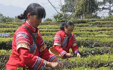 哀牢山的茶怎么样，探秘哀牢山：揭秘其茶叶的魅力与品质