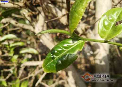 哀牢山古树茶的特点-哀牢山古树茶口感