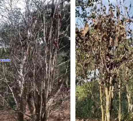 天门山古树茶的特点和价值，探秘天门山古树茶：特点与价值解析