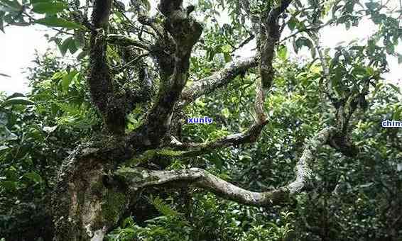 勐海勐古树茶特点是什么，揭秘勐海勐古树茶的独特魅力