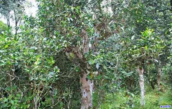 勐保塘古树茶特点-勐保塘古树茶特点和价值