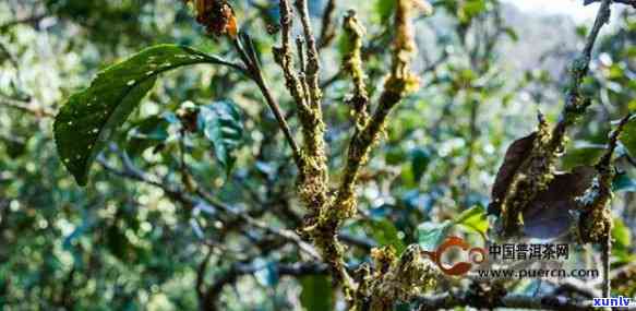 勐保塘古树茶特点-勐保塘古树茶特点和价值