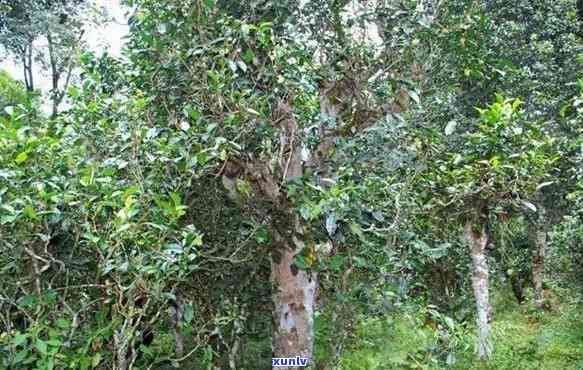 保塘古树茶口感特点介绍，探寻保塘古树茶的独特口感：一探究竟