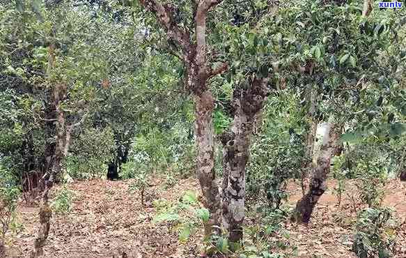 保塘古树茶怎么样，深度解析：保塘古树茶的品质与口感