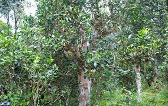 保塘老寨古树茶特点：海拔与详细介绍