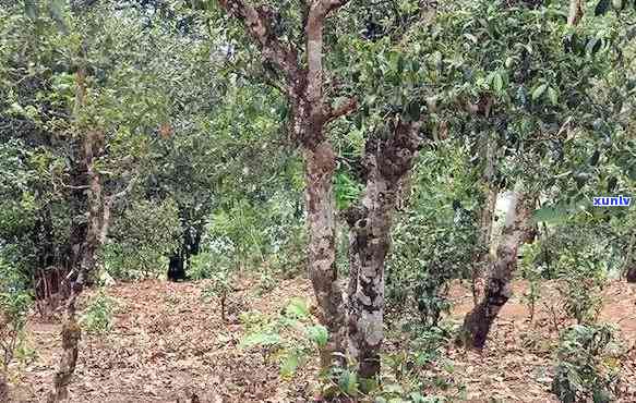 保塘老寨古树茶特点：海拔与详细介绍