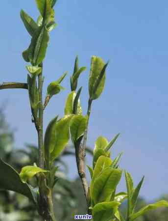 保塘古树茶口感特点-保塘古树茶口感特点介绍