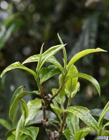 临沧永德古树茶特点-临沧永德的茶叶怎么样