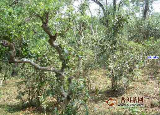 老乌山古树茶的特点-老乌山古树茶的特点百度百科