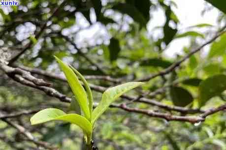 勐海曼糯古树茶特点-勐海曼糯古树茶特点介绍