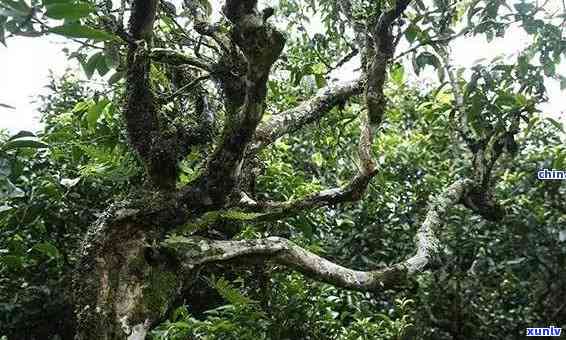 勐海曼糯古树茶特点-勐海曼糯古树茶特点介绍