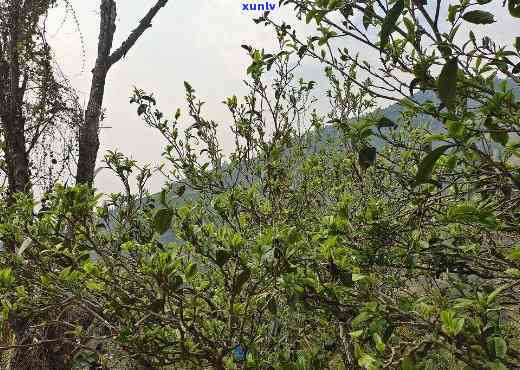 澜沧古茶邦崴古树熟茶，探寻千年古韵：澜沧邦崴古树熟茶的魅力探究