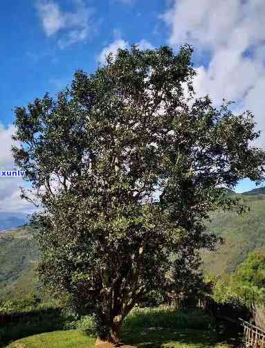 澜沧邦崴王古茶厂产品，探寻千年历：澜沧邦崴王古茶厂产品鉴