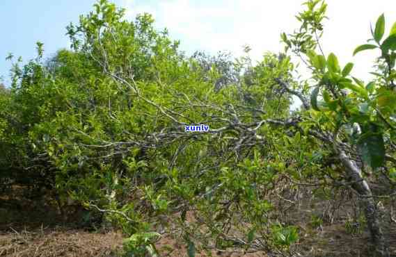 坝糯古树茶特点什么地区，探寻坝糯古树茶的独特魅力：揭秘其产地特性