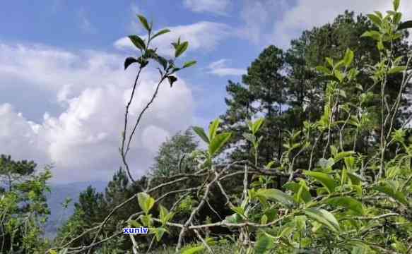 坝糯古树茶特点什么地区，探寻坝糯古树茶的独特魅力：揭秘其产地特性