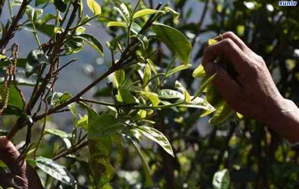 坝糯古树茶平均价位，探寻坝糯古树茶的平均价位，一探究竟！