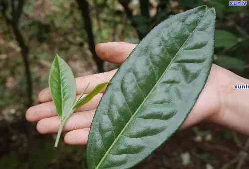 叶子像茶叶一样的植物：种类与特点全解析