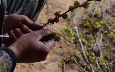 茶叶到底是什么植物，揭秘茶叶的神秘面纱：它究竟是什么植物？