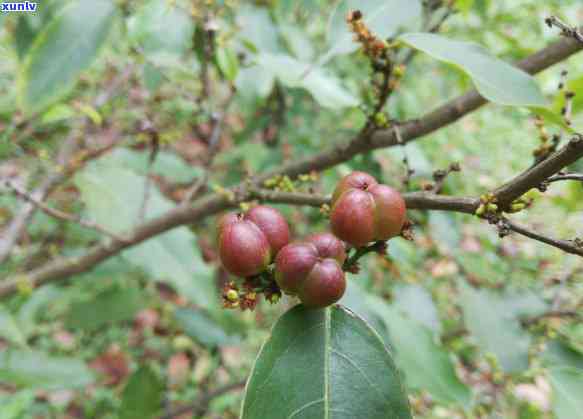 茶叶到底是什么植物，揭秘茶叶的神秘面纱：它究竟是什么植物？