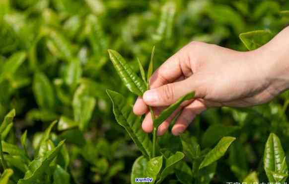 茶叶到底是什么植物，揭秘茶叶的神秘面纱：它究竟是什么植物？