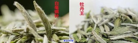 茶叶是茶树，揭示茶叶的来源：从茶树到杯中之饮