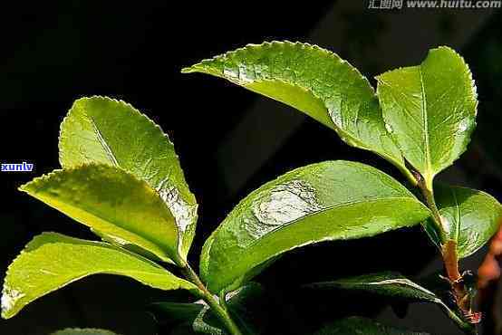 茶叶是什么树的叶子-茶叶是什么植物的叶子