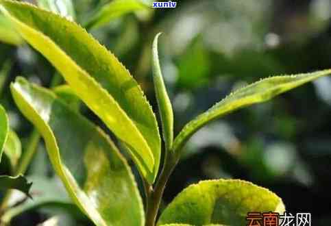 茶叶是什么树的叶子-茶叶是什么植物的叶子