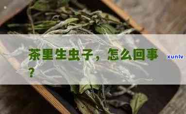 梦见茶叶里面有虫子在爬，噩梦般的体验：茶叶中发现蠕动的虫子