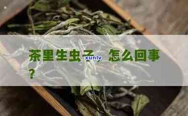 梦见茶叶里面有虫子-梦见茶叶里面有虫子爬出