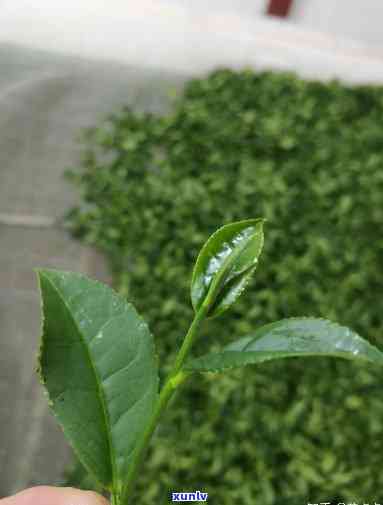 茶叶里有红色的叶子正常吗，茶叶中的红色叶片：正常现象还是质量问题？