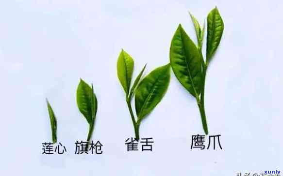 茶叶里有红色的叶子正常吗，茶叶中的红色叶片：正常现象还是质量问题？