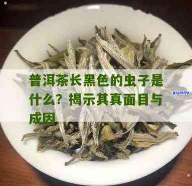 茶叶里黑色的小虫子图片，揭秘茶叶中的小黑虫：它们是什么，对健有影响吗？