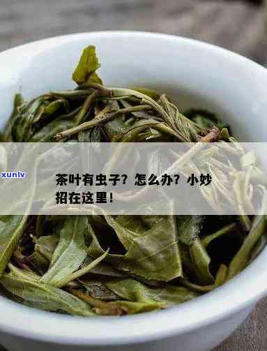 茶叶里黑色的小虫子图片，揭秘茶叶中的小黑虫：它们是什么，对健有影响吗？